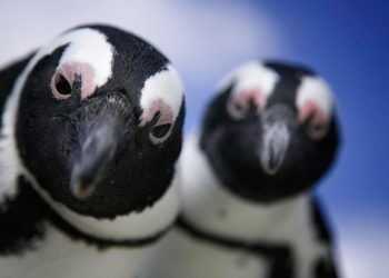 The Linux kernel just got some important upgrades – here’s what’s new in 6.17