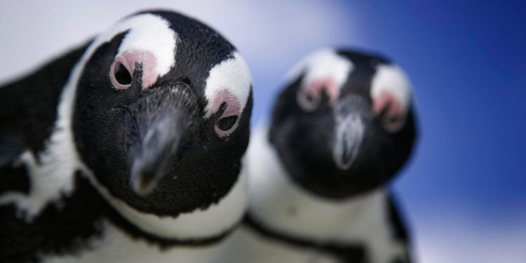 The Linux kernel just got some important upgrades – here’s what’s new in 6.17