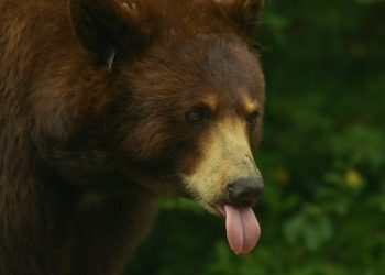 Michael Saylor Issues Rally Cry To Bitcoin Army: “Starve The Bears!”