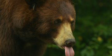 Michael Saylor Issues Rally Cry To Bitcoin Army: “Starve The Bears!”