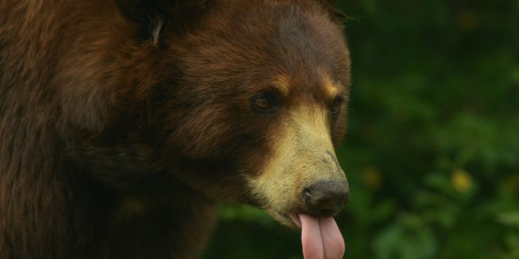 Michael Saylor Issues Rally Cry To Bitcoin Army: “Starve The Bears!”