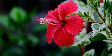 The Cost To Prove Your Ethnicity And Heritage: Hawaiian Edition