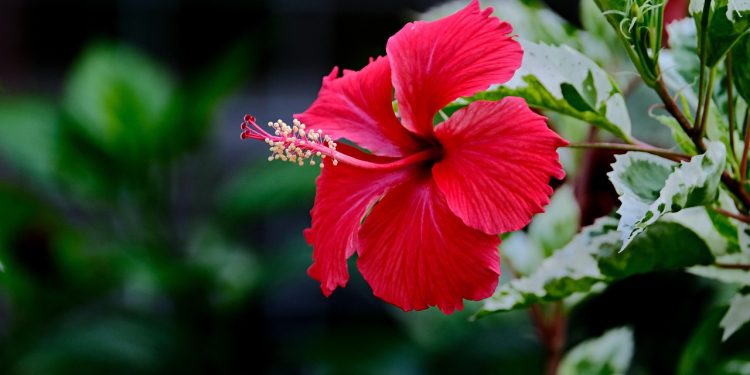 The Cost To Prove Your Ethnicity And Heritage: Hawaiian Edition