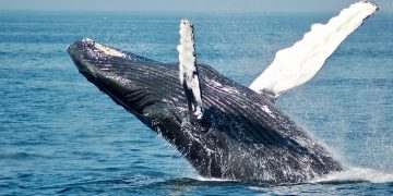 Are Bitcoin Whales Back In Accumulation Mode? On-Chain Data Suggests So