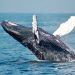 Are Bitcoin Whales Back In Accumulation Mode? On-Chain Data Suggests So