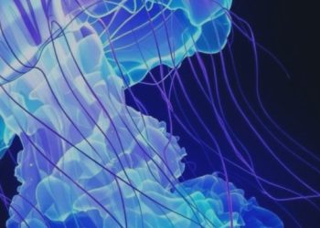 EA Medusa Bot – Trading Strategies – 25 November 2025