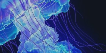 EA Medusa Bot – Trading Strategies – 25 November 2025