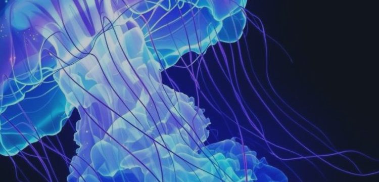 EA Medusa Bot – Trading Strategies – 25 November 2025