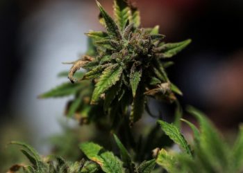 Stocks making the biggest moves premarket: IRBT, LVS, TLRY