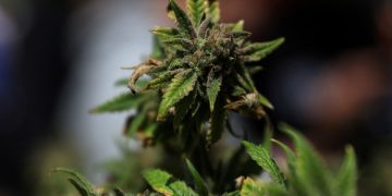 Stocks making the biggest moves premarket: IRBT, LVS, TLRY