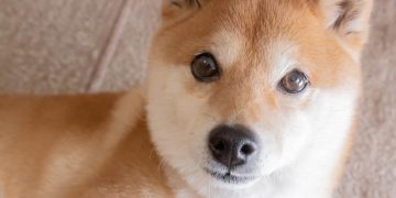 1 Meme Coin to Avoid Like the Plague