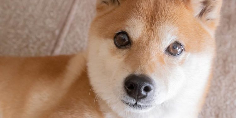 1 Meme Coin to Avoid Like the Plague