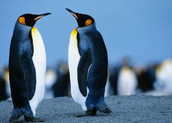 Debian vs. Ubuntu: Which Linux distro is right for you?