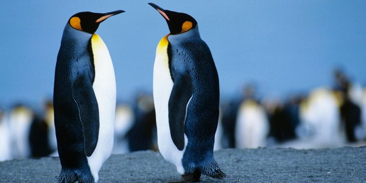 Debian vs. Ubuntu: Which Linux distro is right for you?