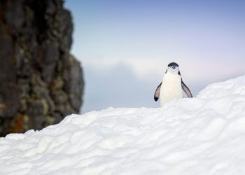 I used Omega Linux to revitalize a junk PC, and it’s noticeably better than Ubuntu