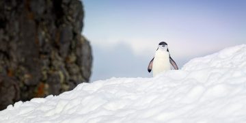 I used Omega Linux to revitalize a junk PC, and it’s noticeably better than Ubuntu