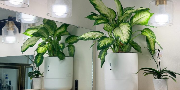 I let a smart planter maintain itself while I was away for 2 months – here’s the result