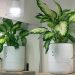I let a smart planter maintain itself while I was away for 2 months – here’s the result